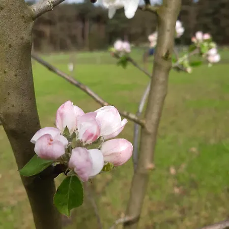 Bed and breakfast Bourgondisch