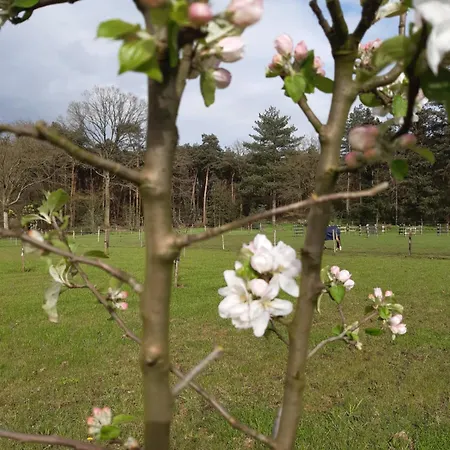 Bed & Breakfast Bourgondisch 3*