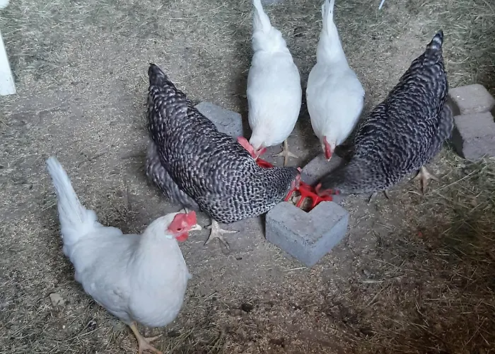 Bourgondisch 住宿加早餐酒店