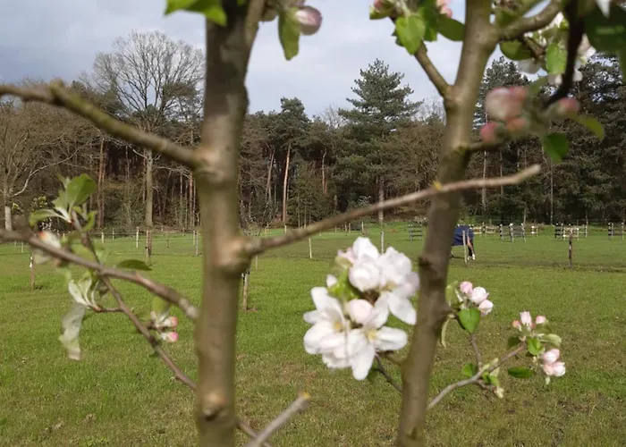 Bed & Breakfast Bourgondisch 3*