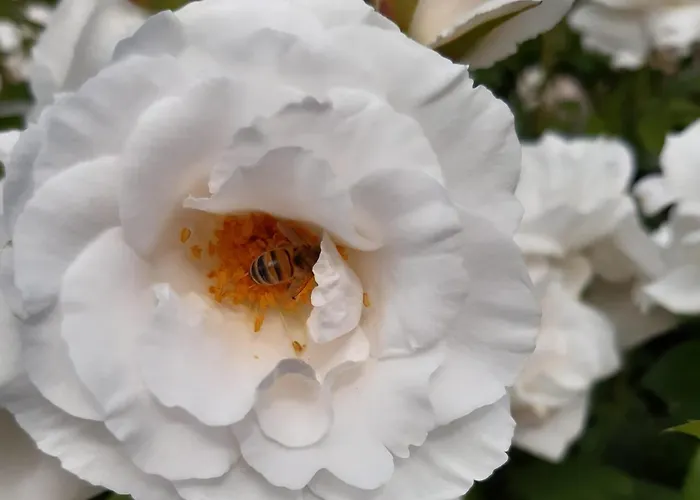 Bourgondisch Bed & Breakfast