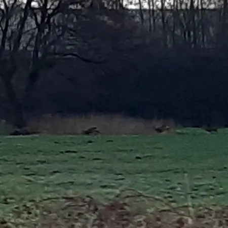 Bourgondisch 3* Lomm