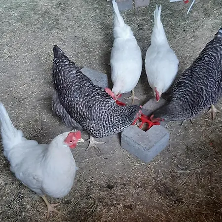 Bourgondisch Nocleg ze śniadaniem