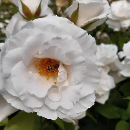 Bourgondisch Bed & Breakfast